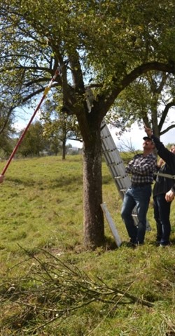 Kronenaufbauschnitt- und Jungbaumschnittkurs für Obstbäume in Weiskirchen