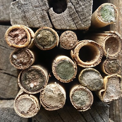 Nisthilfen für Insekten und Vögel kreativ gestalten