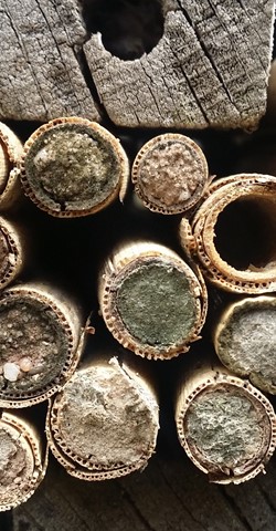 Nisthilfen für Insekten und Vögel kreativ gestalten