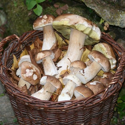 Pilzexkursion mit Fundbesprechung bei Gronig