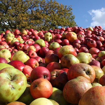 Äpfel keltern mit Kindern in Morscholz