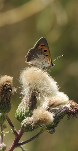 Nature Journaling bei Weiskirchen: mit Stift und Papier die Natur entdecken