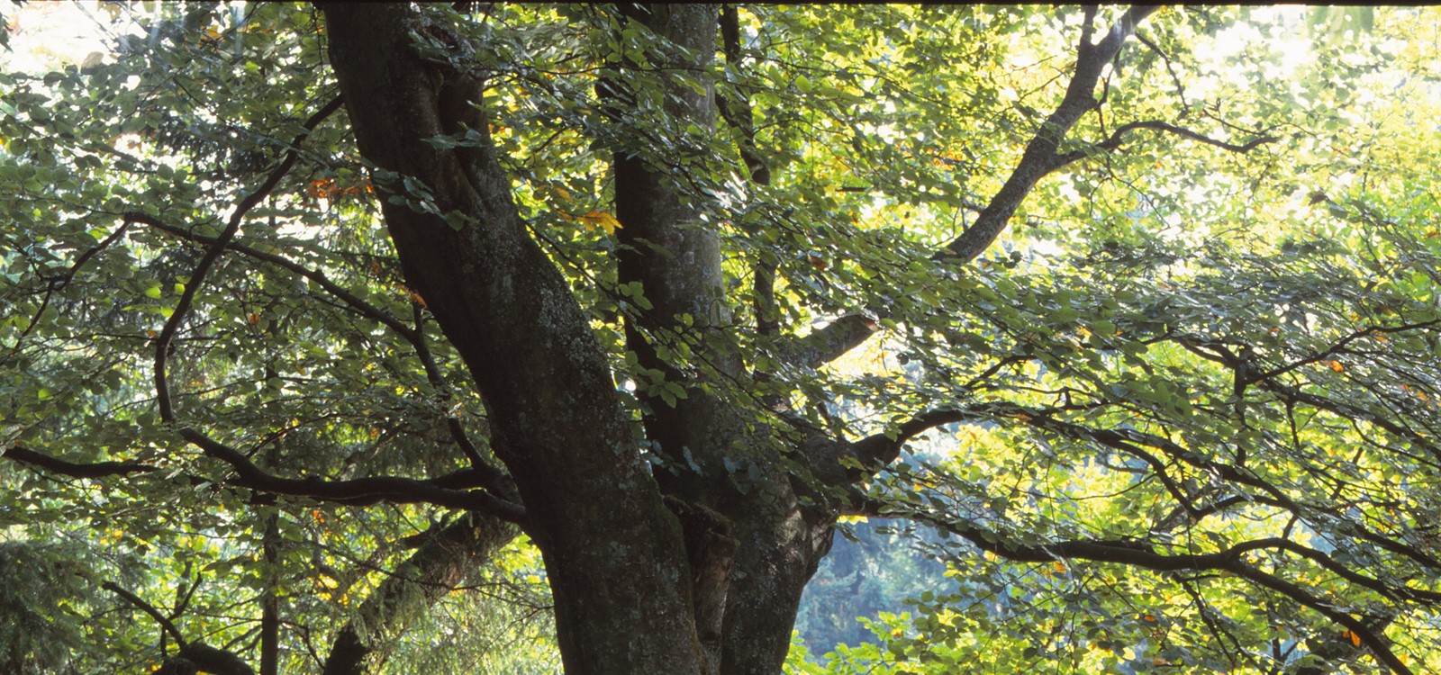 Kloppbruchweiher