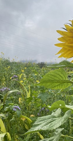 Die Landwirtschaft als nachhaltige Kohlenstoffsenke  im Naturpark Saar-Hunsrück