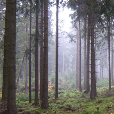 Nebel- und Schlechtwetterwanderung©Tourist-Information Birkenfelder Land