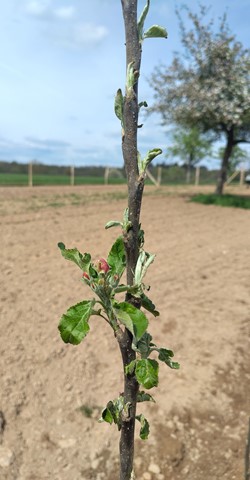 Okulieren lernen – Praktischer Veredlungskurs für Obstbäume