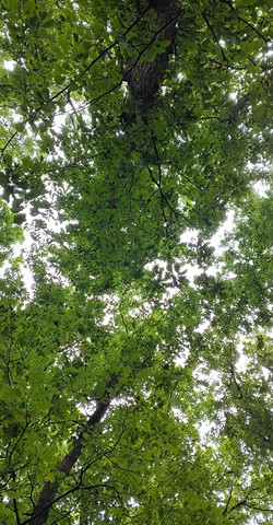 Achtsam mit allen Sinnen durch den Wald