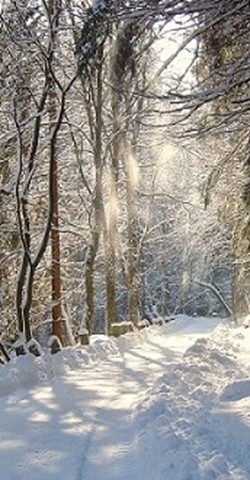 Die Natur im Winter - Adventswanderung