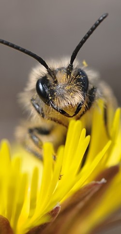 Faszinierende Bienenwelt - Wild- und Honigbienen auf der Spur
