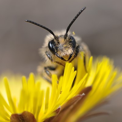 Faszinierende Bienenwelt©NPSH