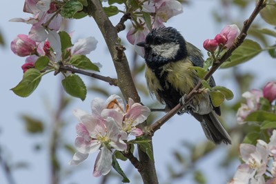 Kohlmeise und Apfelblüte, Bildnachweis: VDN/Stanislaus Plewinski