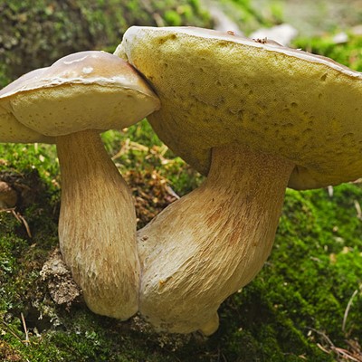 Geheimnisvolle Welt der Pilze bei Krummenau