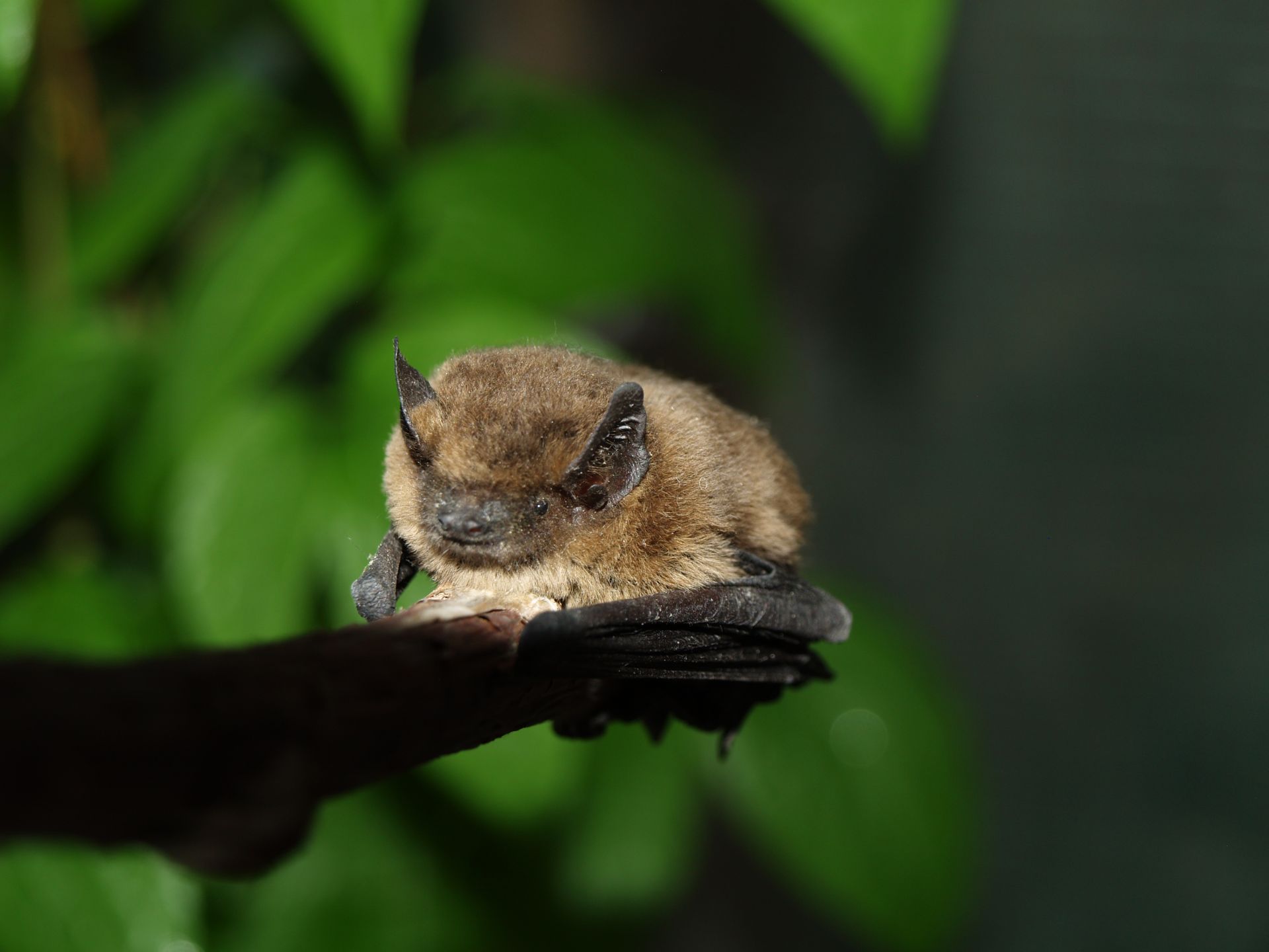 ©VDN-Fotoportal/Günther Desch