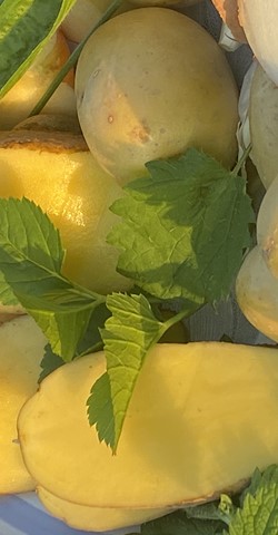 Ebbes von Hei - Kartoffeltage