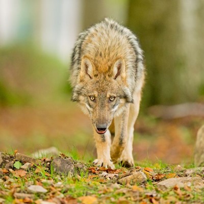 Grauwolf Bildnachweis Oliver Matla
