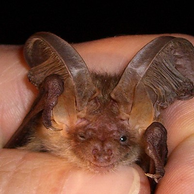 Batnight im Naturpark