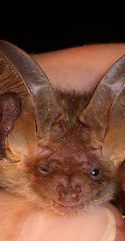 Batnight im Naturpark