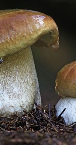 Hochwälder Pilzseminar - Fortgeschrittene 2 inkl. Pilzessen