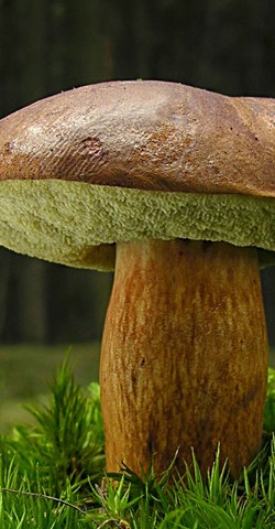 Pilzexkursion mit Fundbesprechung bei Nunkirchen
