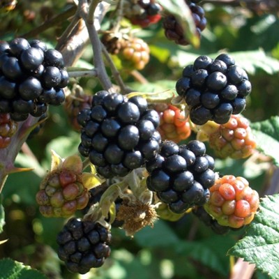 Fruchtpunsch mit regionalen Wildkräutern:  Superfoods aus der Natur