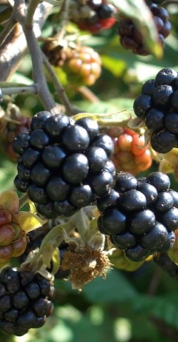 Fruchtpunsch mit regionalen Wildkräutern:  Superfoods aus der Natur