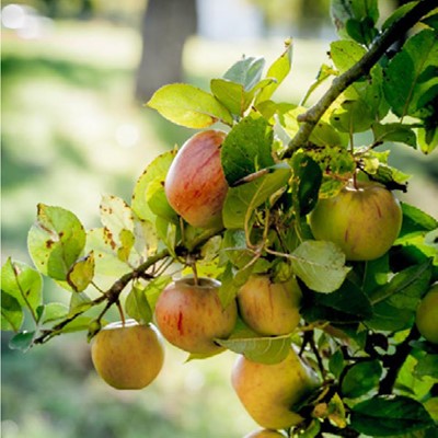 Herbstlicher naturkundlicher Spaziergang über die Streuobstwiese mit Vortrag
