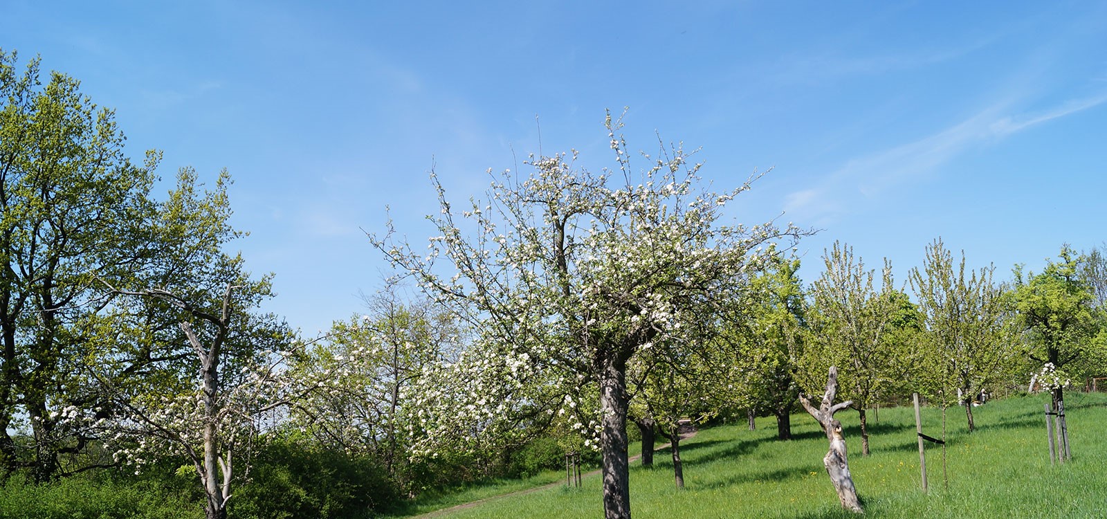 Streuobstwiese
