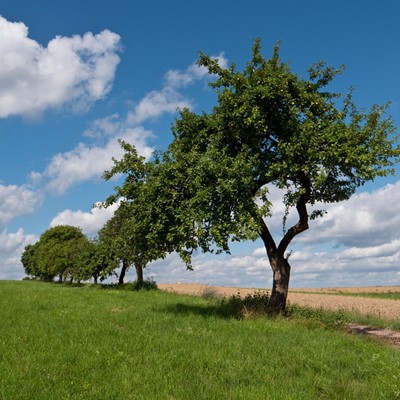 Lebensraum Streuobstwiese | Geführte Wanderung