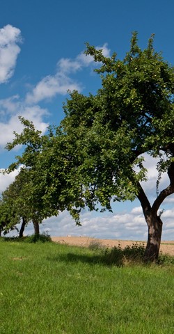 Lebensraum Streuobstwiese | Geführte Wanderung am Haus Saargau