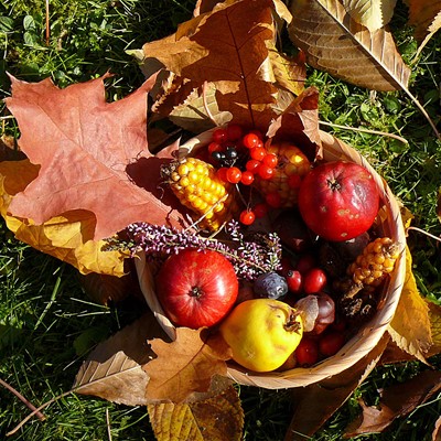 Herbstfrüchte Bildnachweis Gerhard Müller